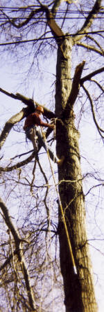 Darien, CT -- Pruning trees