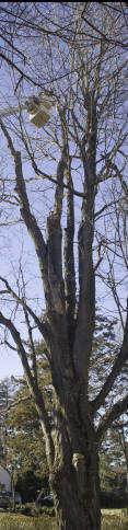 Cotta Tree Service prunes a tree in Darien